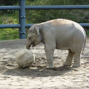 Asian Elephant - Samudra