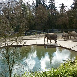 Asian Elephant Exhibit