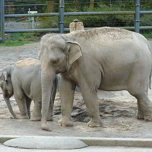 Asian Elephants
