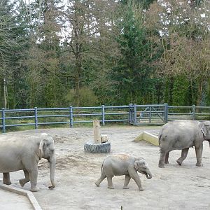 Asian Elephants