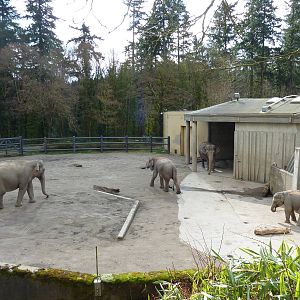 Asian Elephant Exhibit