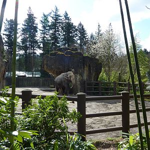 Asian Elephant Exhibit