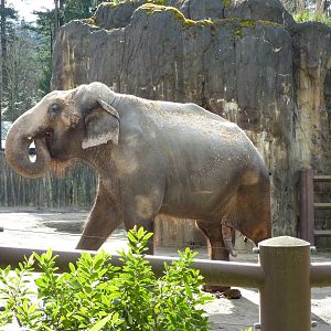 Asian Elephant