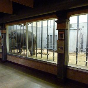 Asian Elephant Exhibit - Indoor Viewing