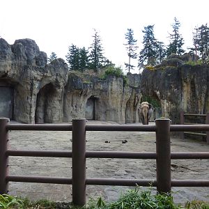 Asian Elephant Exhibit