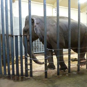 Asian Elephant Exhibit - Indoor Viewing