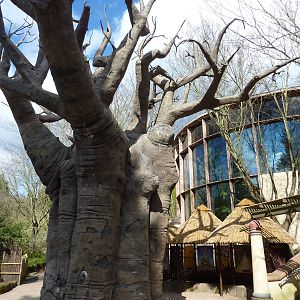 Baobab Tree + Vollum Aviary