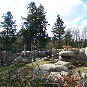 Lion Exhibit