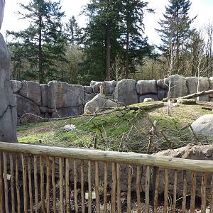 Lion Exhibit - Viewing Area