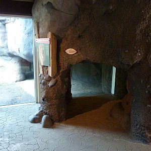 Lion Exhibit - Viewing Cave