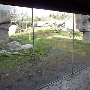Lion Exhibit