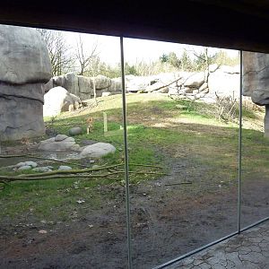Lion Exhibit