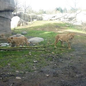 Lion Exhibit