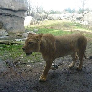Lion Exhibit
