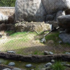 Caracal Exhibit