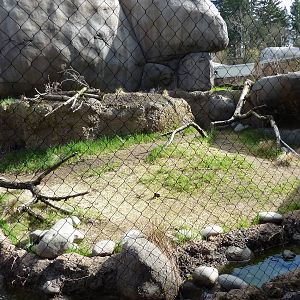 Caracal Exhibit