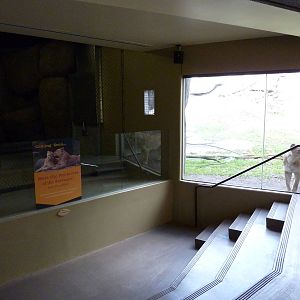 Lion Exhibit