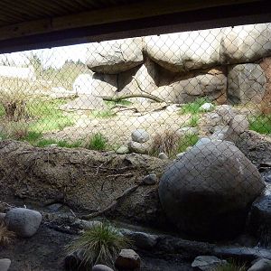 Caracal Exhibit