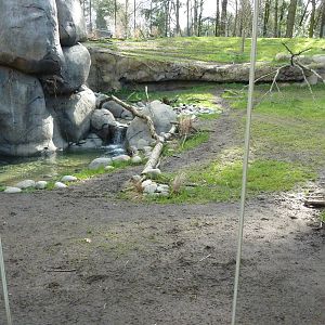 Cheetah Exhibit