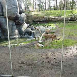 Cheetah Exhibit