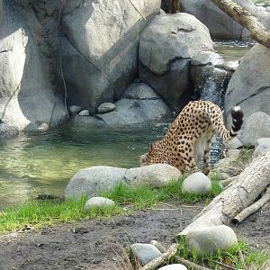 Cheetah Exhibit