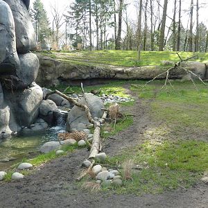 Cheetah Exhibit