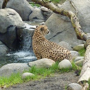 Cheetah