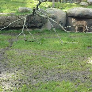 Cheetah Exhibit