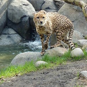 Cheetah