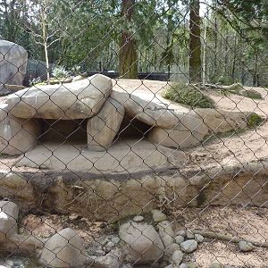 African Wild Dog Exhibit