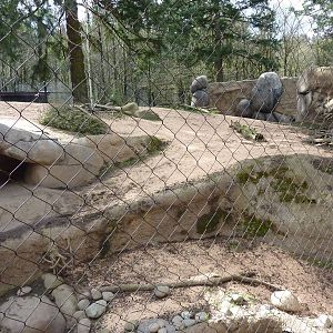 African Wild Dog Exhibit