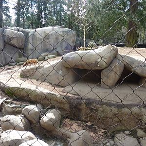 African Wild Dog Exhibit