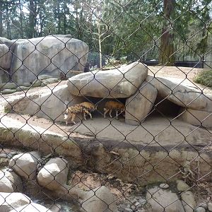 African Wild Dog Exhibit