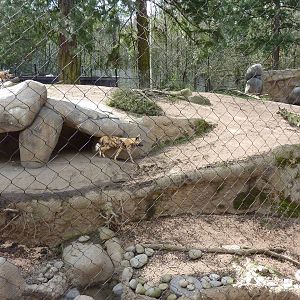African Wild Dog Exhibit