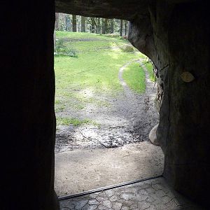 Cheetah Exhibit - Viewing Window