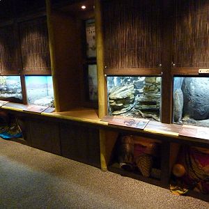 Predators of the Serengeti - Terrariums