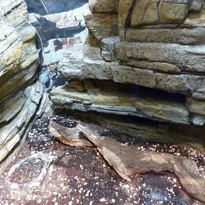 Predators of the Serengeti - Emperor Scorpion