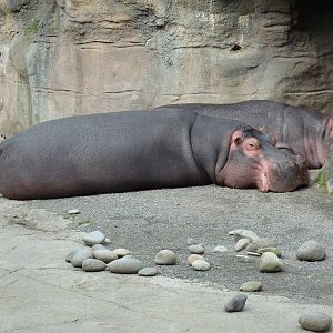 Hippo