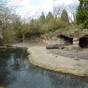 Hippo Exhibit