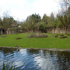 Damara Zebra + Gerenuk Exhibit