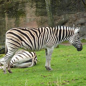 Damara Zebras