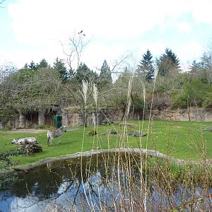 Damara Zebra + Gerenuk Exhibit