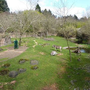 Damara Zebra + Gerenuk Exhibit