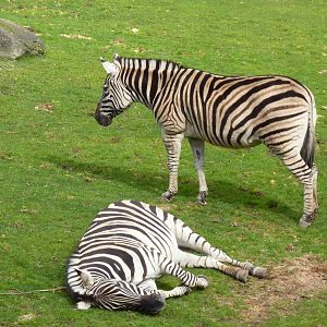Damara Zebras