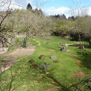 Damara Zebra + Gerenuk Exhibit