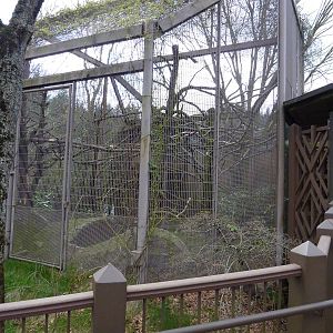 DeBrazza Monkey Exhibit