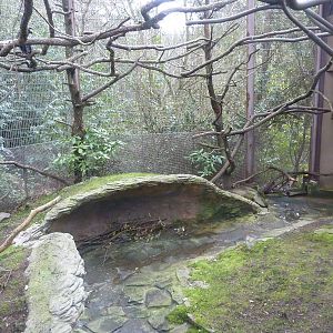 DeBrazza Monkey Exhibit
