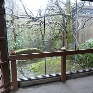 DeBrazza Monkey Exhibit