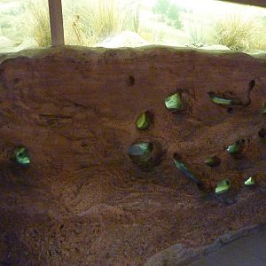 Naked Mole Rat Exhibit