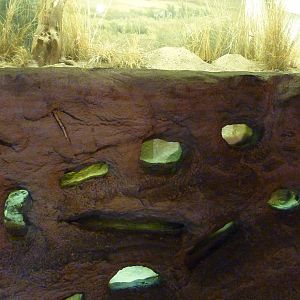 Naked Mole Rat Exhibit